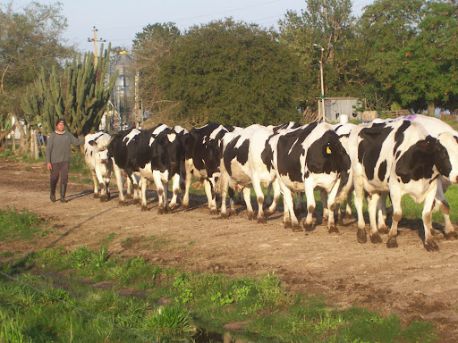Banco Comisión Nacional De Fomento Rural